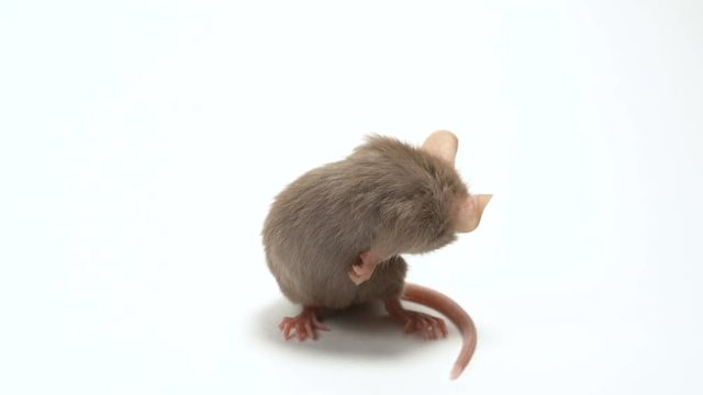 Gray mouse over white background