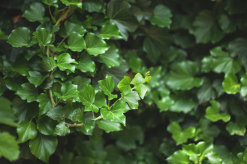 Fototapeta na wymiar photo of beautiful green ivy in the street during a summer walk