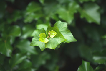 photo of beautiful green ivy in the street during a summer walk