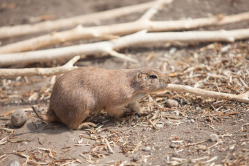 funny prairie dog went out for a walk, the wild life of the fauna of North America