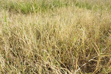 Dry grass in nature garden