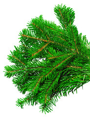 Fir branch isolated on white background