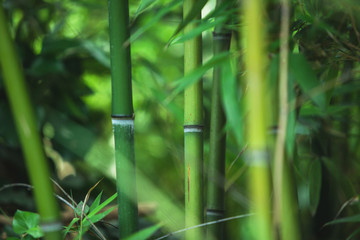 green bamboo texture, beautiful green leaves and stems