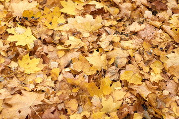 Brown and orange autumn leaves background. Outdoor. Colorful backround image of fallen autumn leaves perfect for seasonal use. Space for text.