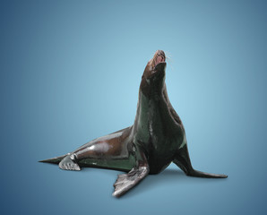 fur seal, rare animal, guard and care