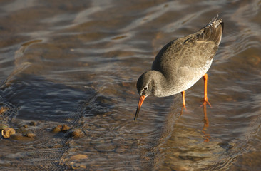 A beautiful Redshank (Tringa totanus) hunting for food in a sea estuary in the UK.
