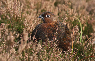 A stunning Red Grouse (Lagopus lagopus) standing amongst the heather in the highlands of Scotland.	