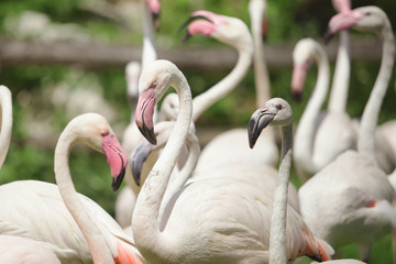 a family of beautiful pink flamingos stands in the park