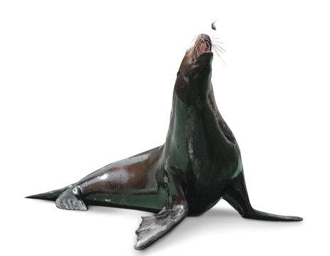 fur seal, rare animal, guard and care