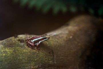 frog on forest