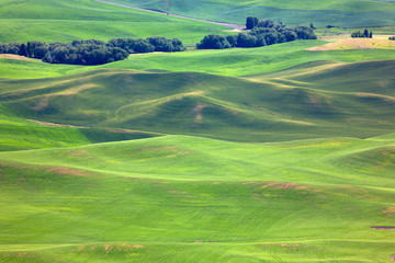 Fototapeta na wymiar aerial view of green fields