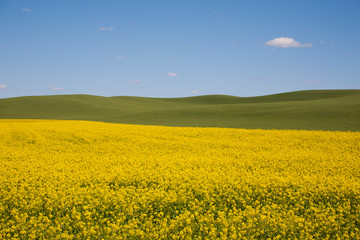 Obraz premium yellow field of oilseed rape