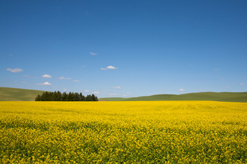 Fototapeta premium field of oilseed rape