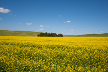 Fototapeta premium field of oilseed rape flower