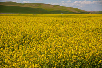 yellow rape field