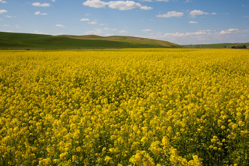 yellow rape field