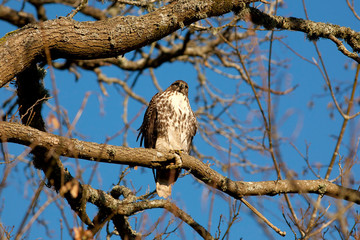 owl perched on a branch