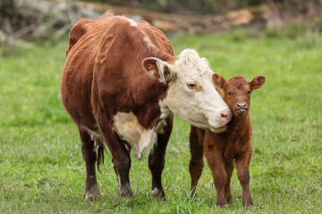 Obraz na płótnie Canvas Momma Cow and Calf Sharing a Nuzzle