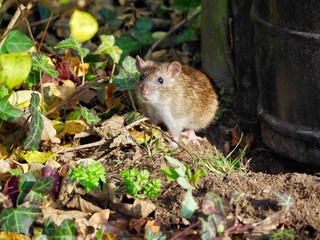 Rat