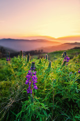 Wild Lupine Flowers at Sunset, Humboldt County, California