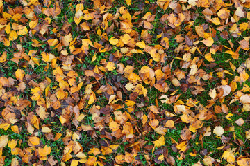 Yellow and brown birch tree leaves on ground as abstract textured autumn background top view.
