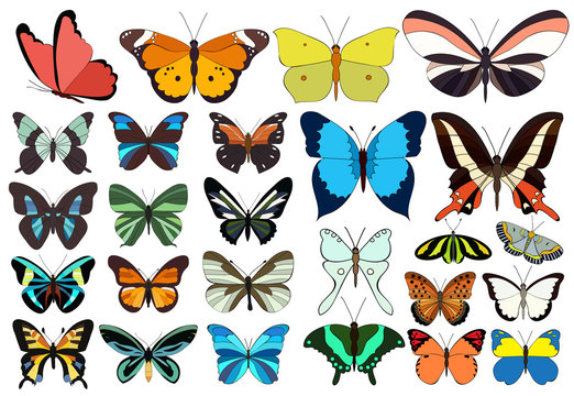 vector, isolated, set of beautiful multicolored butterflies