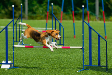 Dog at the Agility Competition