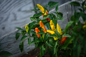Hot Peppers 