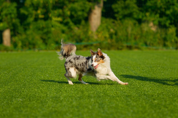 Dog at the Agility Competition