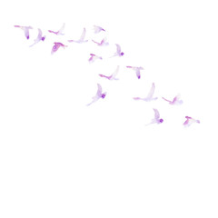 watercolor bird silhouette, dove flying, lilac flock of birds