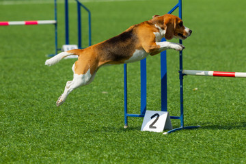 Dog at the Agility Competition