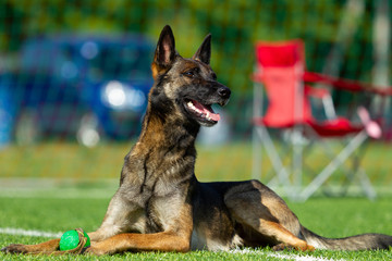 Dog at the Agility Competition