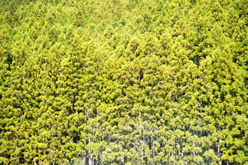 杉の木のパターン