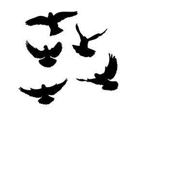 vector, isolated, flock of birds flying, silhouette