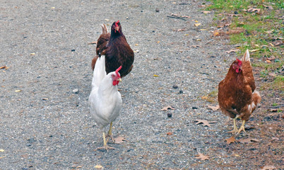 chicken walking during late autumn season in public park