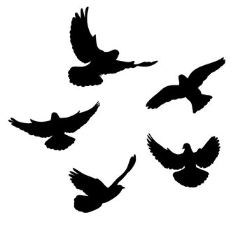  flock of birds flying, black silhouette