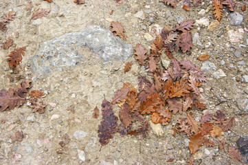 Falled oak leaves on ground as background