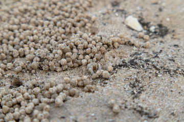 Fototapeta na wymiar Tiny Ghost crab on wet sand.