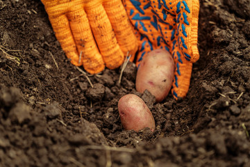 Hands harvesting fresh organic potatoes from soil