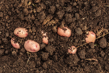 potato field vegetable with tubers in soil dirt surface background