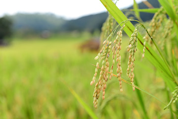Rice in the field,Close up shot.