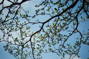 Ivory Coast Almond branches on blue bright sky.