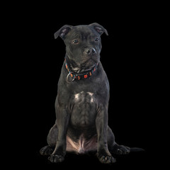 cute brown english staffordshire bull terrier puppy looking up on dark background, close-up 
