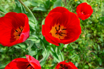 Tulip in the garden