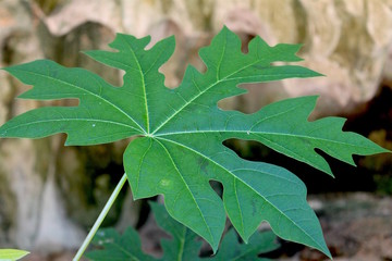 Leaf in tropical rainforest