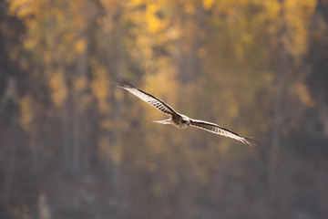 Black kite in AUtumn