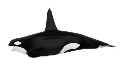 Obraz premium Orka na białym tle