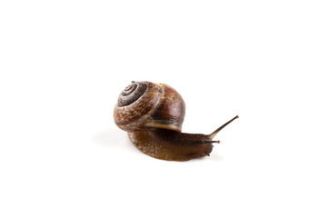 Garden snail ,isolated on white