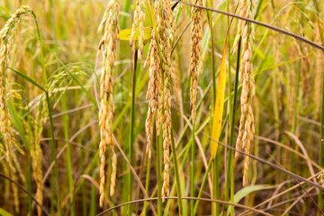 Rice field in Laos