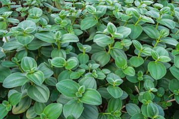 green plant in the garden